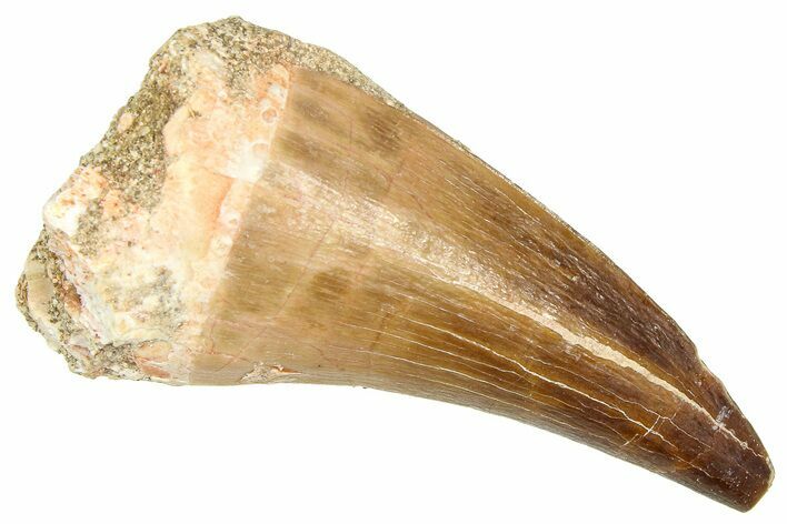 Fossil Prognathodontid Mosasaur Tooth - Morocco #374486